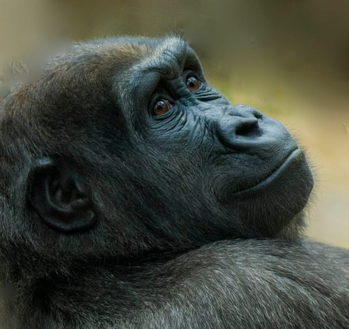 San Diego Zoo welcomes baby De Brazza's monkey for first time in 26 years