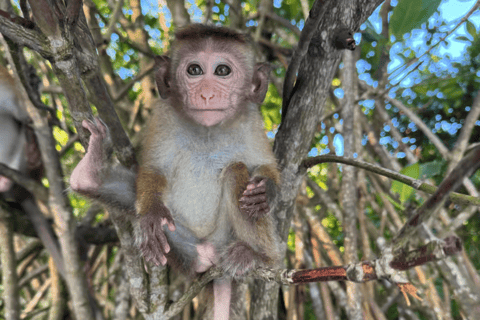 Koggala: Authentic Experience with Cinnamon Girl Koggala Cinnamon Experience with pickup from Ahangama