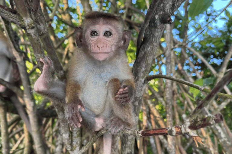 Koggala: Authentic Experience with Cinnamon Girl Koggala Cinnamon Experience with pickup from Ahangama