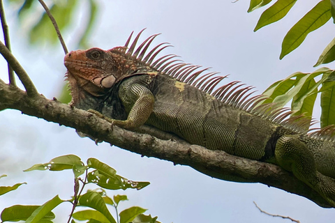 Manuel Antonio Park: Guidad vandring med en naturforskarePrivat rundtur