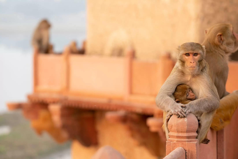Agra: Monkey Safari Guided Walking Tour