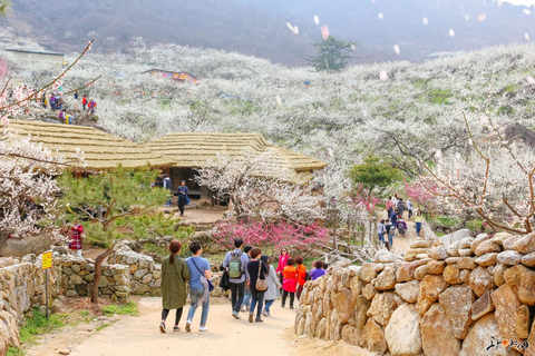 Seúl: Excursión de un día por la floración de los cerezos de primavera en CoreaGwangyangMaehwa y Jeonju desde la salida 8 de la calle Hongdae