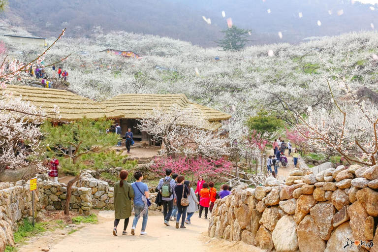 Seúl: Excursión de un día por la floración de los cerezos de primavera en CoreaGwangyangMaehwa y Jeonju desde la salida 8 de la calle Hongdae