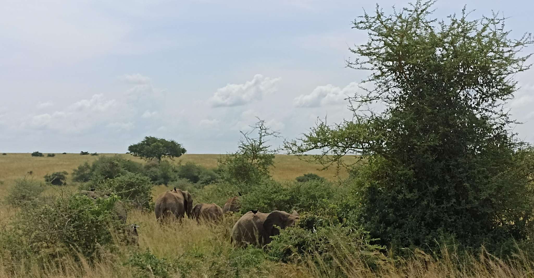 2-Tage See Mburo Wildlife Safari - Hizvo