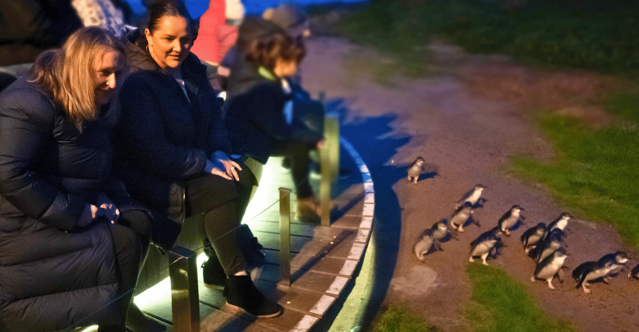 From Melbourne: Penguin Parade Afternoon Tour photo 1