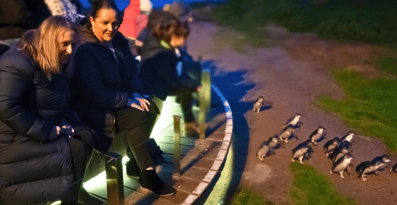 From Melbourne: Penguin Parade Afternoon Tour