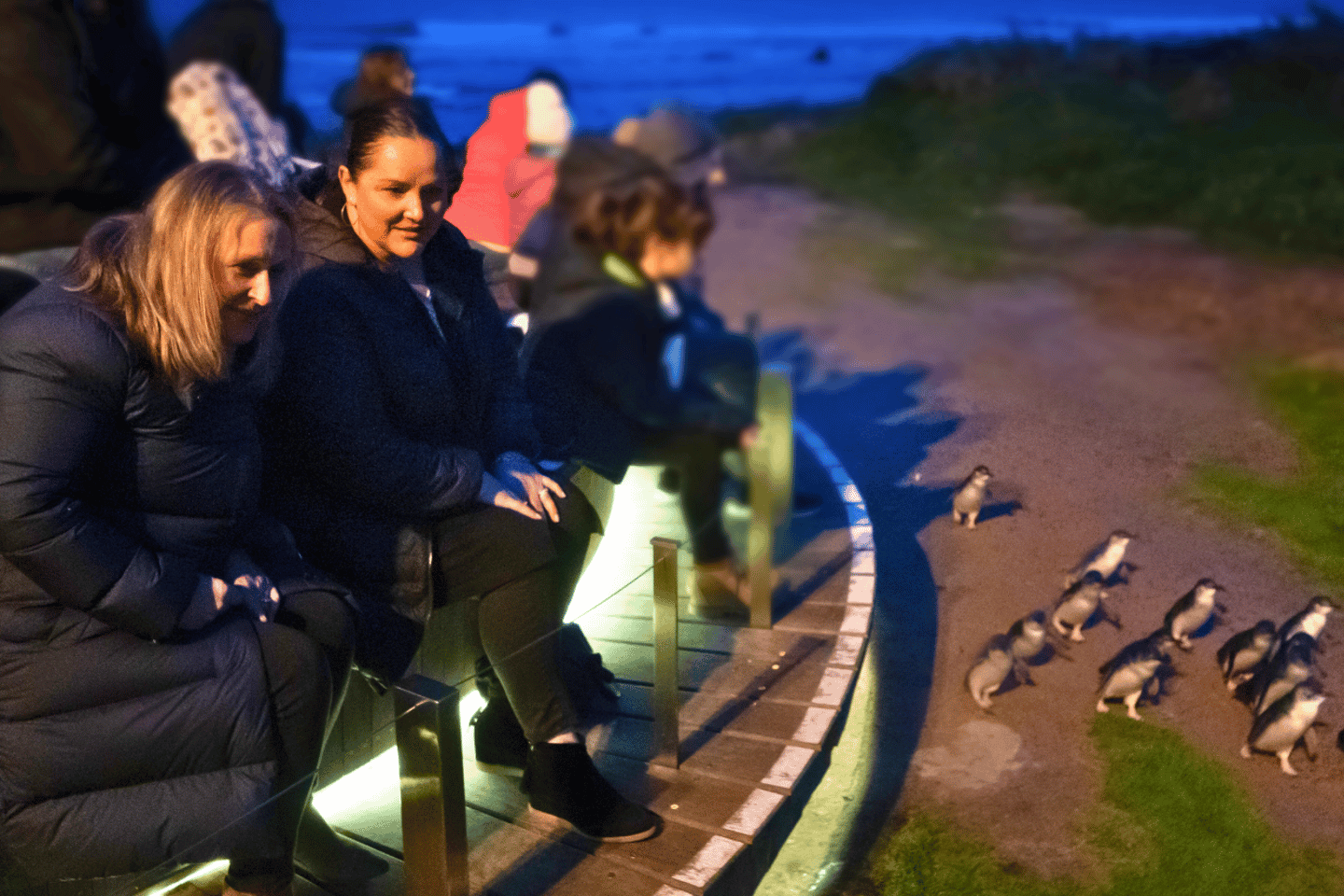 From Melbourne: Penguin Parade Afternoon Tour - Phillip Island: Penguin Parade Afternoon Wildlife Tour