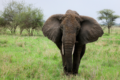 Arusha: 2-Day Tarangire & Lake Manyara Tanzania Safari Arusha: Private Day Trip to Tarangire National Park