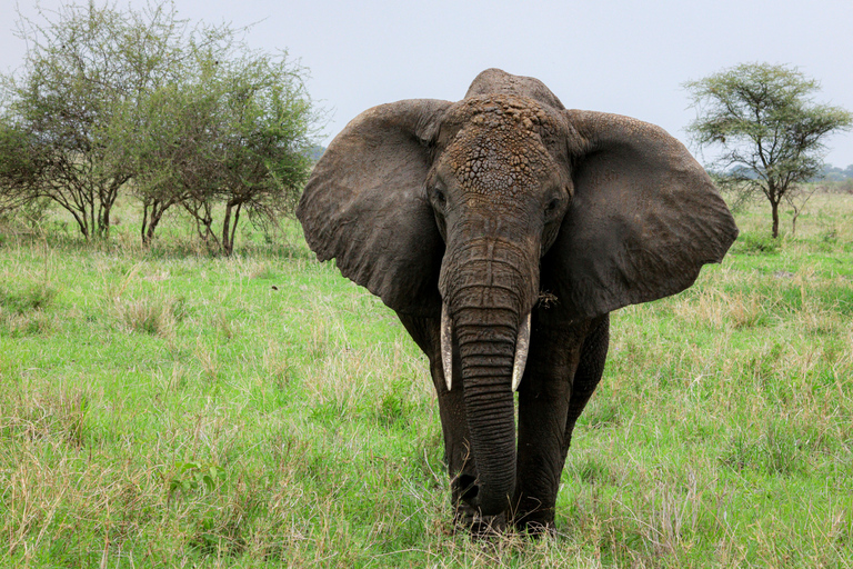 Arusha: 2-Day Tarangire & Lake Manyara Tanzania Safari Arusha: Private Day Trip to Tarangire National Park