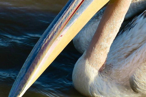 Da Nairobi: escursione al Parco Nazionale del Lago NakuruEscursione al Parco Nazionale del Lago Nakuru senza biglietto d&#039;ingresso