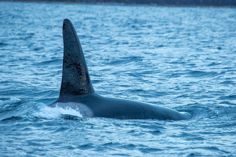 Au départ de Tromsø : Safari d&#039;observation des baleines en semi-rigide à Skjervøy