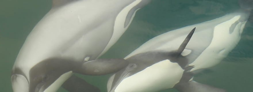 Sanctuaire de l'île Motuara : excursion d'observation de la faune et des dauphins
