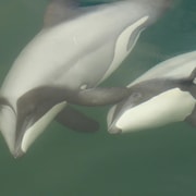 Motuara Island Sanctuary: Wildlife & Dolphin Watching Tour