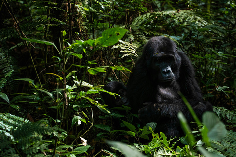 Entebbe: 3-Day Bwindi Gorilla Trekking and Batwa Visit