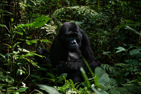 3 Days Gorilla trekking safari