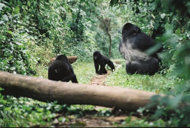 1 day gorilla trekking in Volcanoes National Park