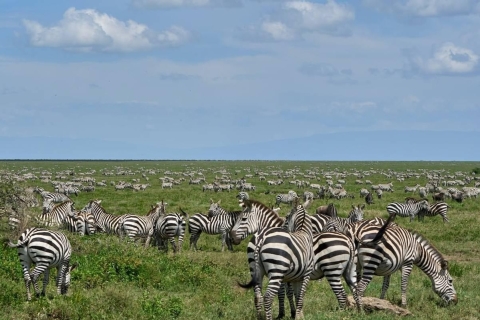 6 días de travesía migratoria en el río Mara, al norte del Serengeti