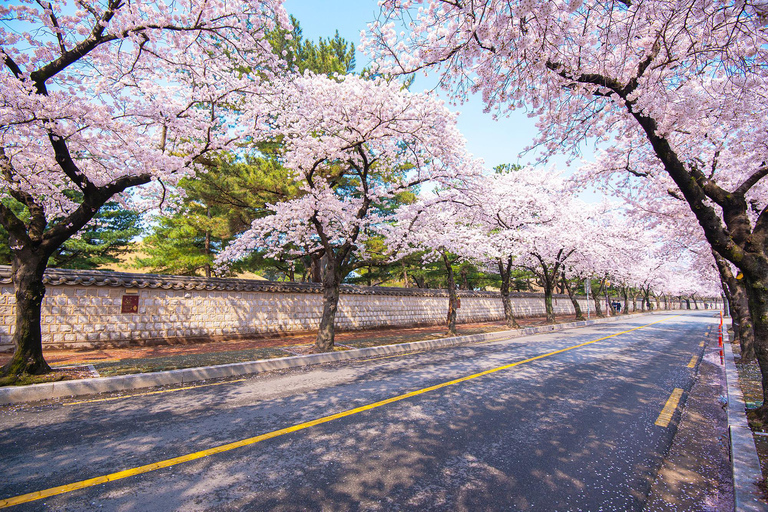Busan : Sky Capsule ou visite printanière des cerisiers en fleurs de GyeongjuVisite printanière de Busan en Sky Capsule, rendez-vous à la station Seomyeon