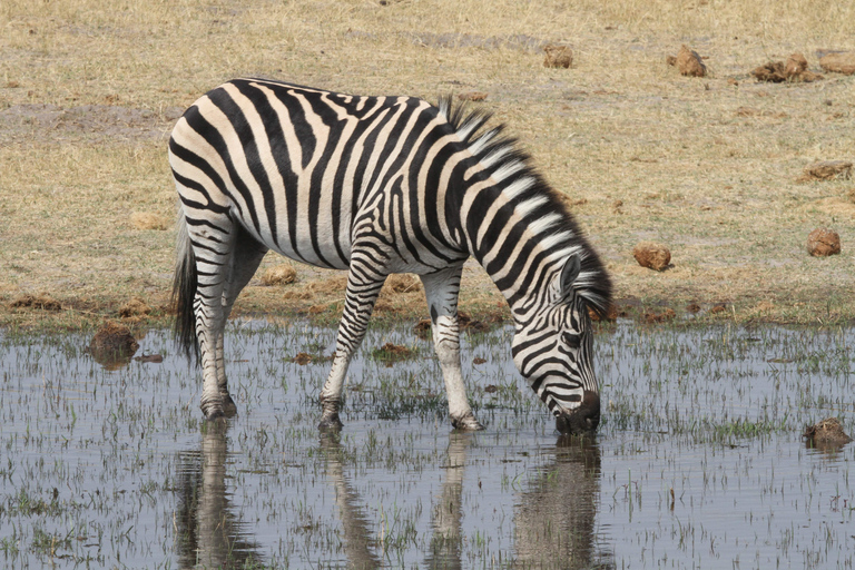 Victoria Falls: Safari game drive tour 3 hours