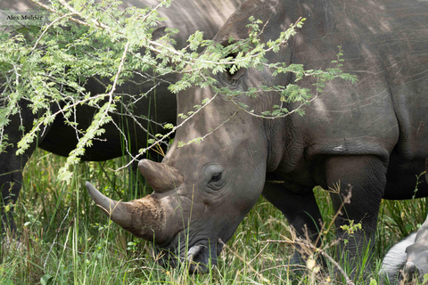 Kampala: 3-Day Murchison Falls & Ziwa Rhino Safari