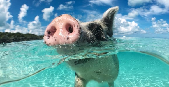 Nassau: 3-Island Snorkel Tour with Pigs, Beach Club, & Lunch