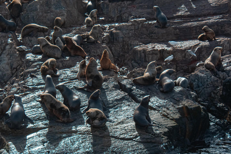 Ushuaia: Boat Trip to Isla Martillo: Penguins in the Beagle Channel Ushuaia: Navigation to Martillo Island: Penguins along the Beagle Channel