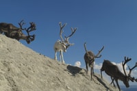 North Cape Summer Tour - Housity