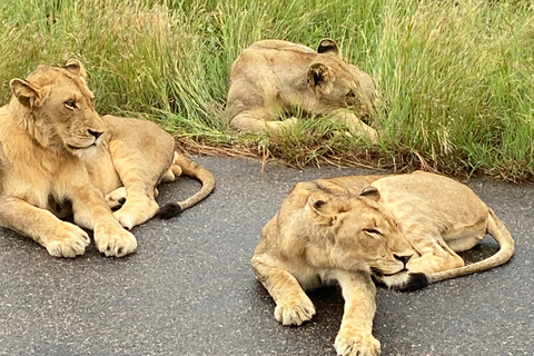 Safari de 3 dias no Kruger com tudo incluído a partir de Joanesburgo