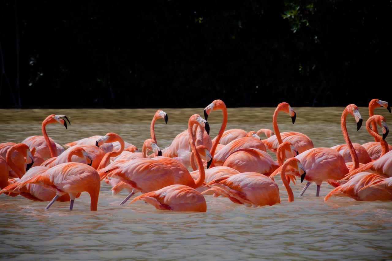 Ab Mérida: Ausflug zum Biosphärenreservat Celestún und Tag am Strand