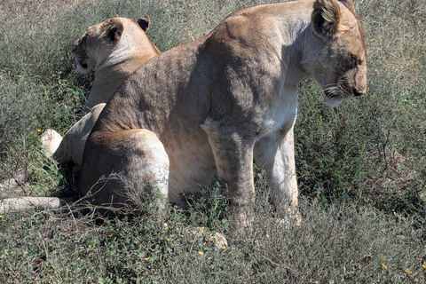 Arusha: 4 giorni di safari nel Serengeti e nel cratere del NgorongoroSafari privato