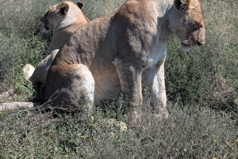 Arusha: 4 giorni di safari nel Serengeti e nel cratere del NgorongoroSafari privato
