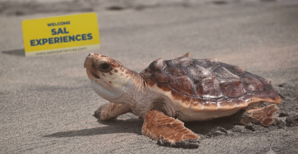 Sal Island: Sea Turtle Watching Eco-Tour with a Native Guide