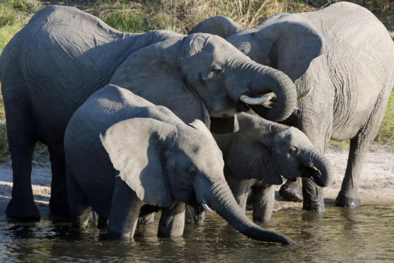 Excursión de un día a la Reserva de Caza de Moremi