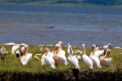 Arusha: Ngorongoro Crater Full-Day Safari Ngorongoro Crater: Full Day Safari