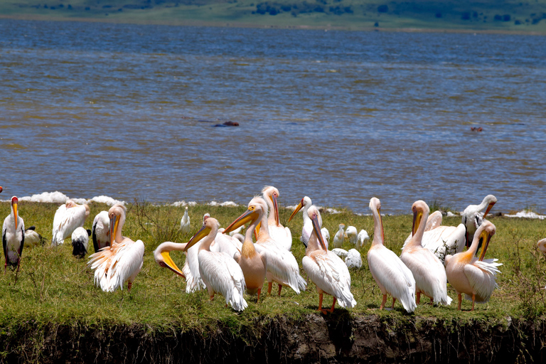 Arusha: Ngorongoro Crater Full-Day Safari Ngorongoro Crater: Full Day Safari