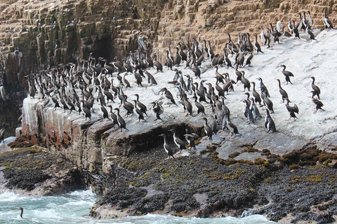 Lima: Wyspy Palomino na jachcie z pływaniem z morskimi lwamiLima: Jachtem na Wyspy Palomino i pływanie z morsami