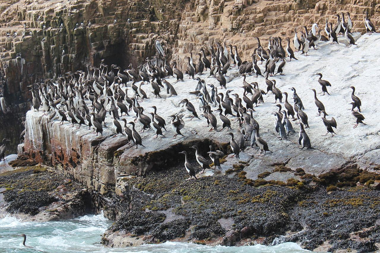 Lima: Wyspy Palomino na jachcie z pływaniem z morskimi lwamiLima: Jachtem na Wyspy Palomino i pływanie z morsami
