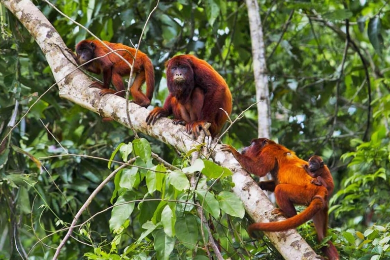 Dżungla Tambopata 2D |Wyspa małp + Poszukiwanie aligatorów|