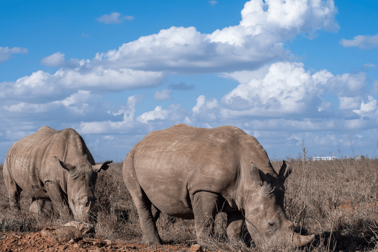 "Day Trip to Ol Pejeta: Wildlife & Picnic Lunch Adventure" olpajeta daytrip