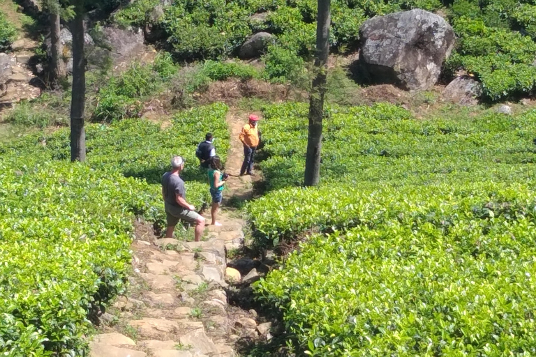 Trekking z Kandy do Ella