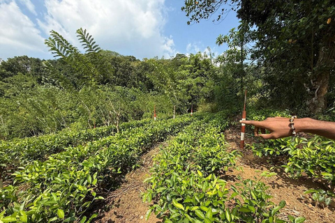 Tea Factory Tour with Tea Tasting , Pickup and Drop off