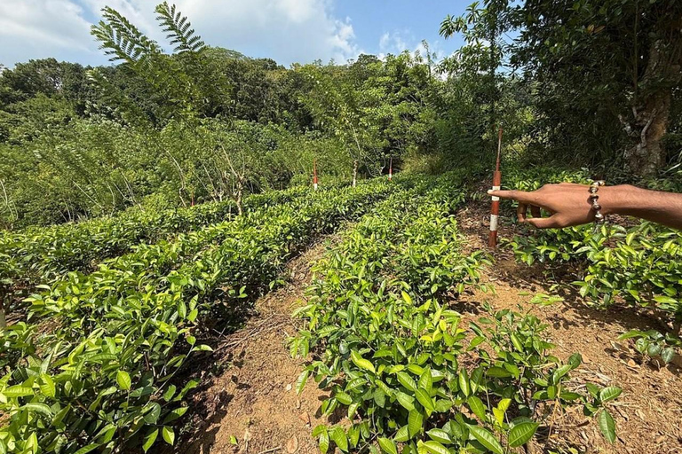 Tea Factory Tour with Tea Tasting , Pickup and Drop off