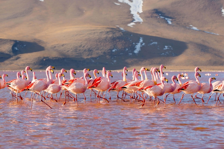 Van Uyuni: 3 dagen geiser en zoutvlakten van Uyuni | Flamingo's |Bolivia: Salar de Uyuni Tour 3 dagen 2 nachten