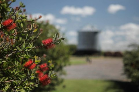 Horses, Asado & Nature. A day at a thoroughbred farm