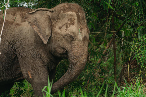 Bangkok: Love Elephant Sanctuary Visit & Nature Walk