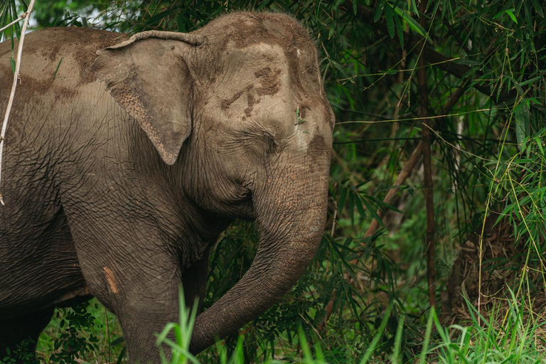 Bangkok: Love Elephant Sanctuary Visit & Nature Walk