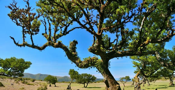 Madeira: Fanal Assobiadores Trail