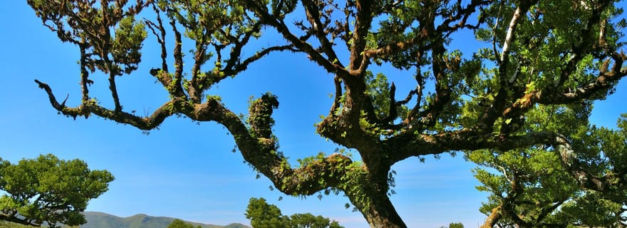 Sentier Fanal Assobiadores