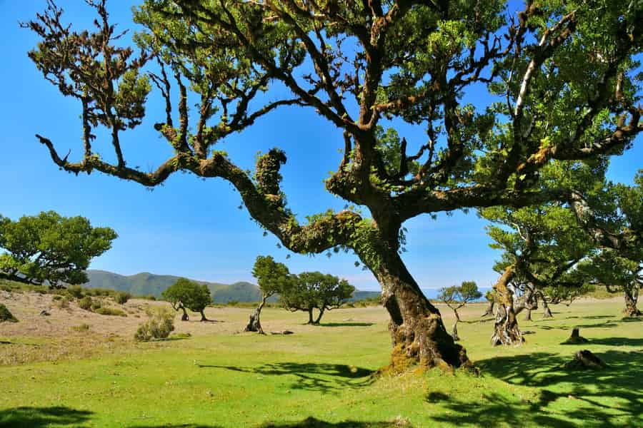 Madeira: Fanal Assobiadores Wanderweg. Foto: GetYourGuide