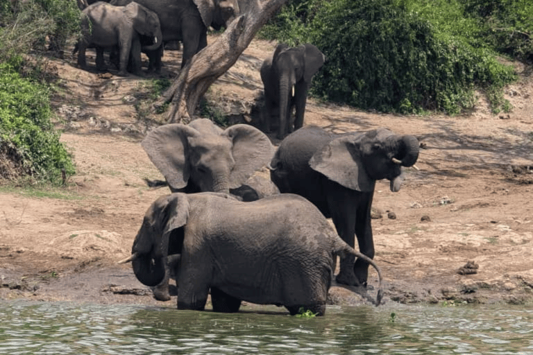 UGANDA: 7-dniowe wodospady Murchison, Queen Elizabeth i Ziwa